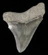 Juvenile Megalodon Tooth - Serrated Blade #61805-1